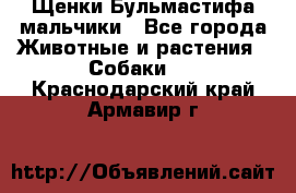 Щенки Бульмастифа мальчики - Все города Животные и растения » Собаки   . Краснодарский край,Армавир г.